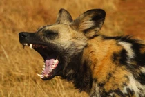 Những sự thật ít ai biết về chó hoang châu Phi
