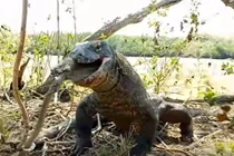 Rồng Komodo săn, nhai ngấu nghiến khỉ, còn thè lưỡi khoe chiến tích