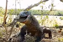 Rồng Komodo săn, nhai ngấu nghiến khỉ, còn thè lưỡi khoe chiến tích