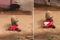 Hãi hùng lợn khổng lồ nổi điên tấn công bà lão 