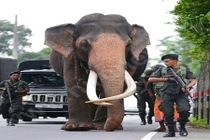 Choáng đội quân vũ trang "khủng" bảo vệ voi cao nhất Sri Lanka