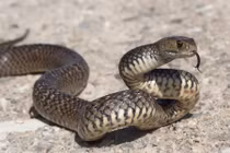 Hơn 60 con gà mất tích, chủ nhà "chết đứng" phát hiện thủ phạm