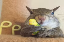 Chết mê sóc mồ côi có những trò hề siêu đáng yêu 