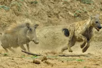 Lợn rừng cáu bẳn điên cuồng đuổi húc linh cẩu 