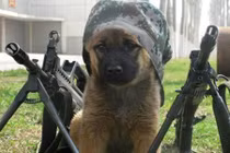 Thời thơ ấu đáng yêu của những chú chó nghiệp vụ 