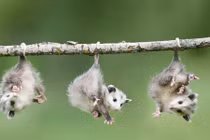 Loạt ảnh thú có túi ôpốt khiến người xem mê tít