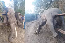 Lẻn ăn trộm, voi khổng lồ mắc kẹt chết đau đớn 