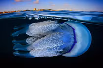 Ngất ngây với vẻ đẹp tuyệt mỹ của loài sứa biển sâu 