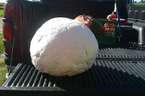 Tình cờ tìm thấy cây nấm trứng khổng lồ nặng 8,6 kg