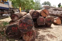 Bắt đàn em thân tín của trùm gỗ lậu Phượng "râu"