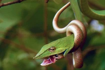 Hết hồn cảnh rắn ăn thịt đồng loại ngay trên cây