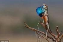 Thằn lằn bạnh cổ cố làm đỏm thu hút bạn tình