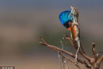 Thằn lằn bạnh cổ cố làm đỏm thu hút bạn tình