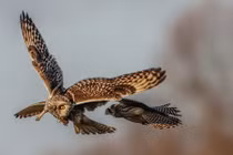 Chim cắt lưng hung xảo quyệt, tinh vi cướp mồi chim cú