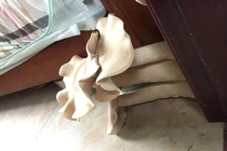 Nấm khổng lồ mọc trong phòng ngủ vô cùng kỳ quặc