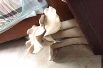 Nấm khổng lồ mọc trong phòng ngủ vô cùng kỳ quặc