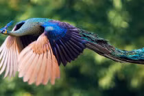 Ảnh hiếm khi loài chim công đẹp tuyệt mỹ tung cánh