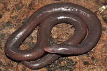 Tìm thấy giun khổng lồ to bằng rắn, nặng như chuột "khủng"