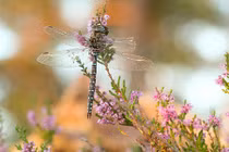 Trốn tránh quan hệ tình dục, chuồn chuồn cái làm điều gây sốc sau