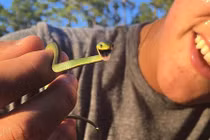 Những con rắn đáng yêu lấy lại “danh dự” cho giống loài