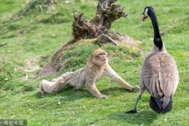 Thấy ngỗng mẹ hung dữ, khỉ đuôi dài bỗng hành động lạ