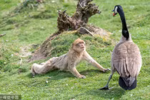 Thấy ngỗng mẹ hung dữ, khỉ đuôi dài bỗng hành động lạ