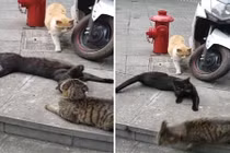 Mèo đen léng phéng bị "vợ" bắt gặp... kết khó đoán