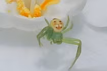 Kỳ lạ con nhện mang “khuôn mặt” ông già vui vẻ