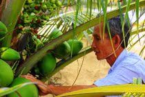 Ảnh: “Quá đã” vườn dừa xiêm lùn siêu ngọt trĩu quả nằm sát biển