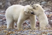 Khoảnh khắc yên bình tuyệt diệu của mẹ con gấu Bắc Cực