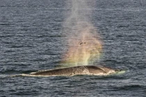 Ngoạn mục khoảnh khắc cá voi tạo cầu vồng 