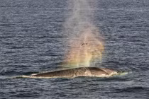 Ngoạn mục khoảnh khắc cá voi tạo cầu vồng 