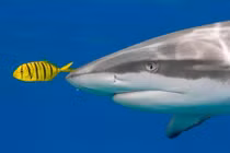 "Không thể không yêu" khoảnh khắc ấn tượng dưới đáy đại dương này