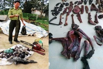 Tận mắt loài voọc quý hiếm vừa bị sát hại hàng loạt 