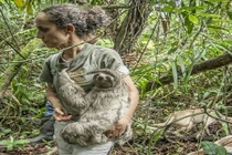 Xúc động khoảnh khắc con lười được trả về thiên nhiên 