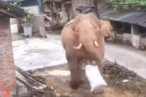 Voi khổng lồ ra uy, xông vào làng của người làm cướp