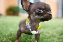 Điểm các giống chó ngốc nghếch đáng yêu nhất thế giới