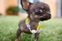 Điểm các giống chó ngốc nghếch đáng yêu nhất thế giới