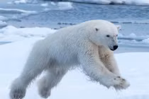 Gấu Bắc cực mạo hiểm săn giết cả hải mã ngàn cân