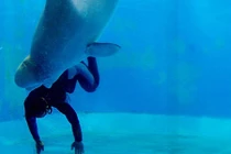 Thán phục những anh hùng động vật cứu sống con người