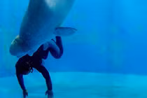 Thán phục những anh hùng động vật cứu sống con người