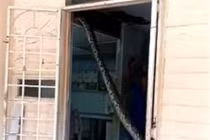 Chủ nhà mở cửa, điếng người thấy cảnh trăn khổng lồ "làm loạn" 