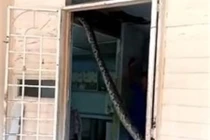 Chủ nhà mở cửa, điếng người thấy cảnh trăn khổng lồ "làm loạn" 
