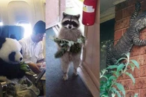 Những hình ảnh khiến bạn choáng váng không phân biệt thật giả