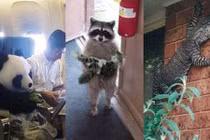 Những hình ảnh khiến bạn choáng váng không phân biệt thật giả