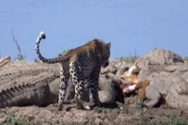 Ảnh: Báo hoa mai tranh cướp thịt của cả bầy cá sấu 