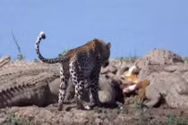 Ảnh: Báo hoa mai tranh cướp thịt của cả bầy cá sấu 