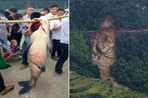 Bắt được cá “thành tinh”, sững sờ sườn núi sạt lở hình con cá bị bắt 