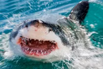 Rợn người cảnh cá mập trắng 3 tấn lao, đớp hải cẩu