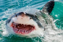 Rợn người cảnh cá mập trắng 3 tấn lao, đớp hải cẩu